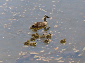 2020年6月7日(日) 恩田川(高瀬橋付近)の野鳥観察記録