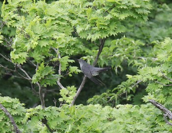 カッコウ 伊吹山 2020年6月6日(土)