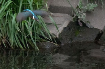 Common Kingfisher Unknown Spots Sat, 4/23/2016