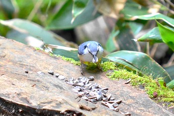 Eurasian Nuthatch Maruyama Park Sun, 6/7/2020