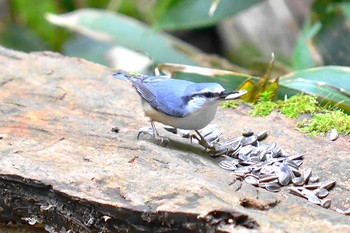 Eurasian Nuthatch Maruyama Park Sun, 6/7/2020