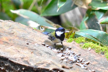 Japanese Tit 円山公園　円山・山頂 Sun, 6/7/2020