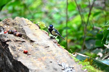 シジュウカラ 円山公園 2020年6月7日(日)