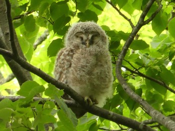 2020年6月7日(日) 野幌森林公園の野鳥観察記録