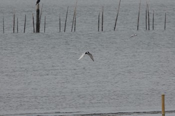 2020年6月7日(日) 葛西臨海公園の野鳥観察記録
