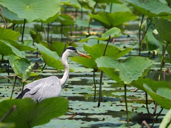 2020年5月30日(土) 水元公園の野鳥観察記録