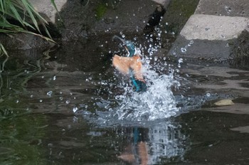 Common Kingfisher 神奈川県 綾瀬市 Sat, 4/23/2016