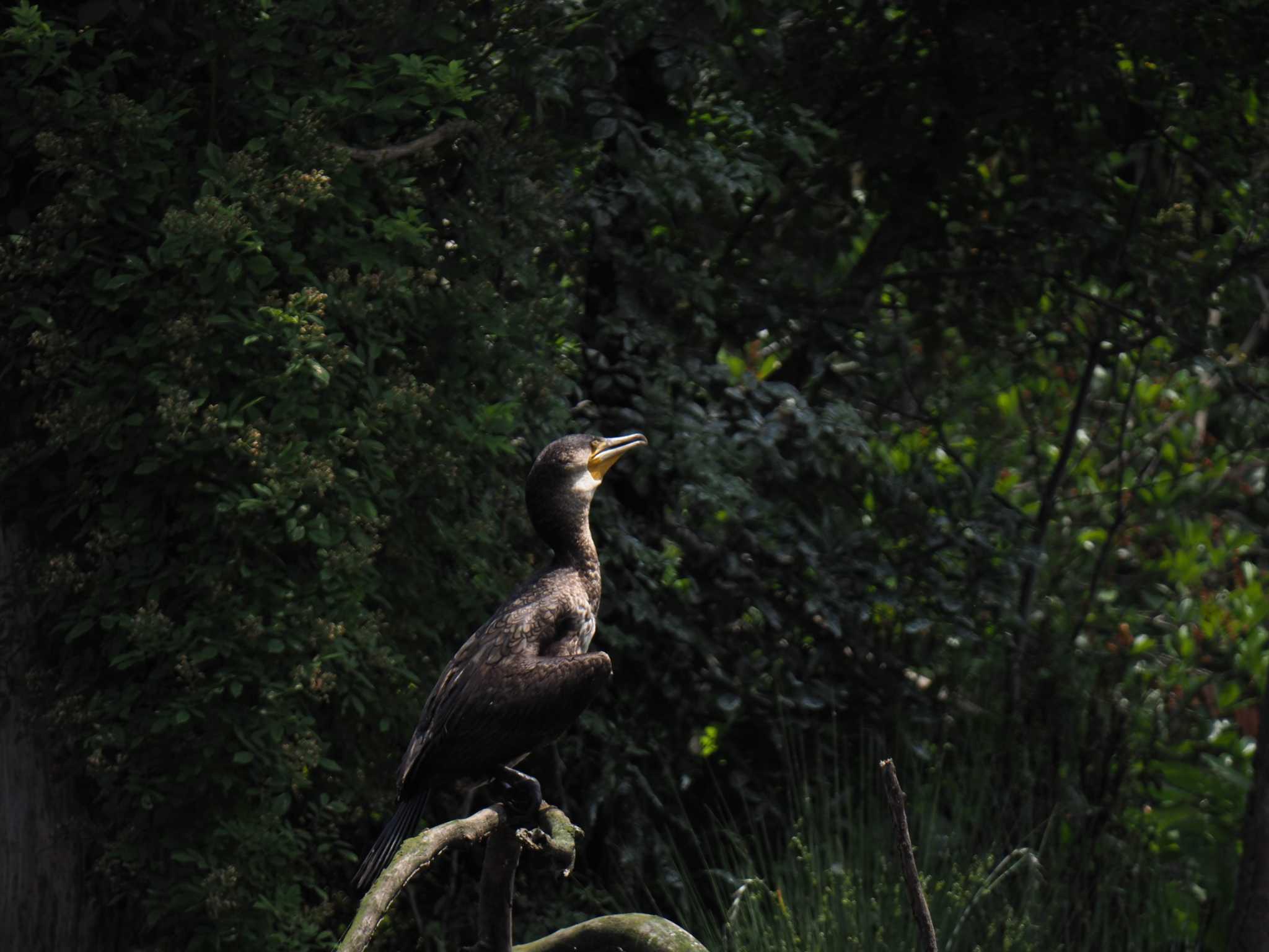 水元公園 カワウの写真 by YK