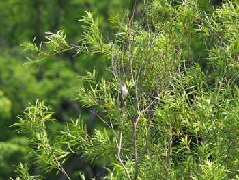 Oriental Reed Warbler Mizumoto Park Sat, 5/30/2020