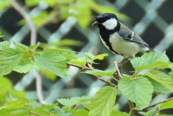 シジュウカラ 神代植物公園 2020年4月17日(金)