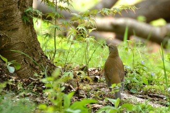 Fri, 4/17/2020 Birding report at 神代植物公園