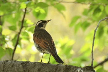 ツグミ 神代植物公園 2020年4月17日(金)