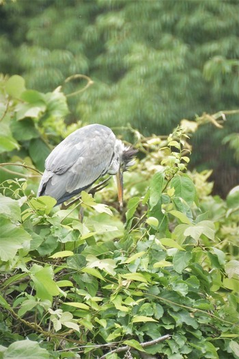 アオサギ 神代植物公園 2020年6月6日(土)