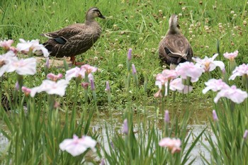 Sat, 6/6/2020 Birding report at 神代植物公園