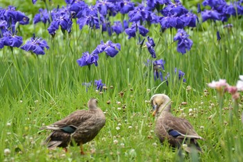 カルガモ 神代植物公園 2020年6月6日(土)