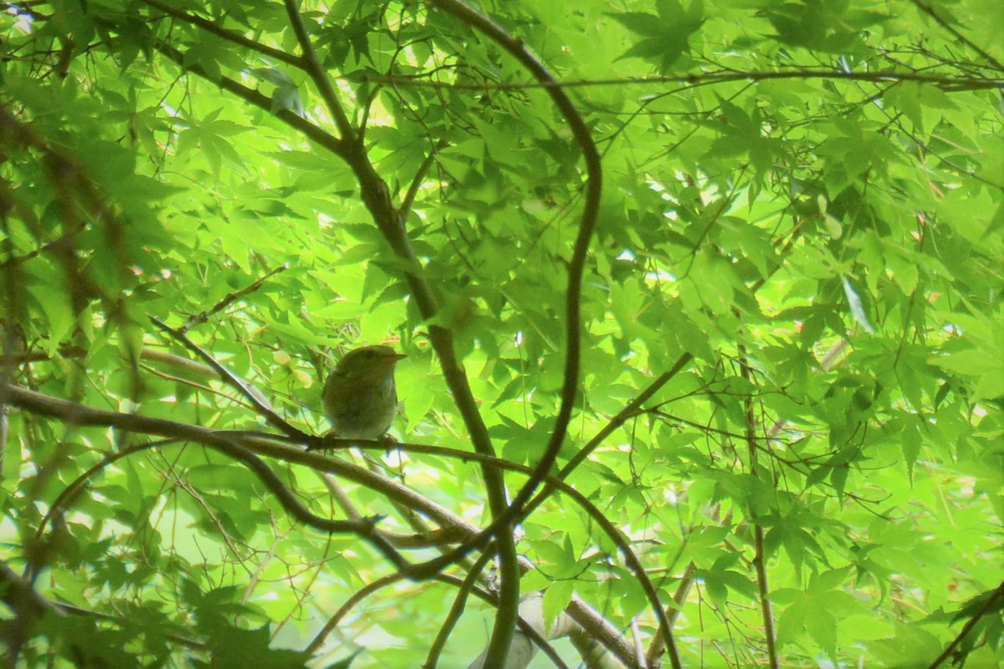 神代植物公園 ウグイスの写真 by geto