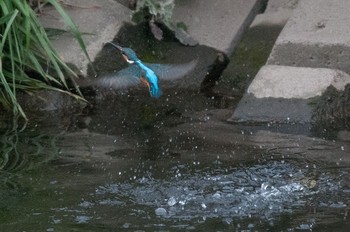 Common Kingfisher 神奈川県 綾瀬市 Sat, 4/23/2016