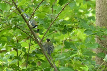 Mon, 5/25/2020 Birding report at 神代植物公園