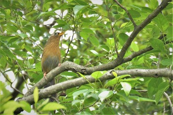 Thu, 6/4/2020 Birding report at 神代植物公園