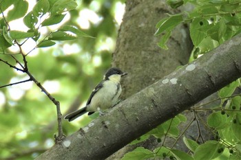 シジュウカラ 神代植物公園 2020年5月25日(月)