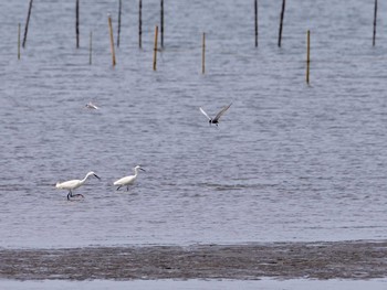 2020年6月7日(日) 葛西臨海公園の野鳥観察記録