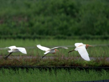 2020年6月7日(日) 新田宿の野鳥観察記録