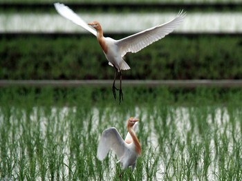 アマサギ 新田宿 2020年6月7日(日)