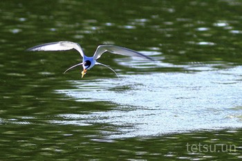 コアジサシ 城北公園 2020年6月7日(日)