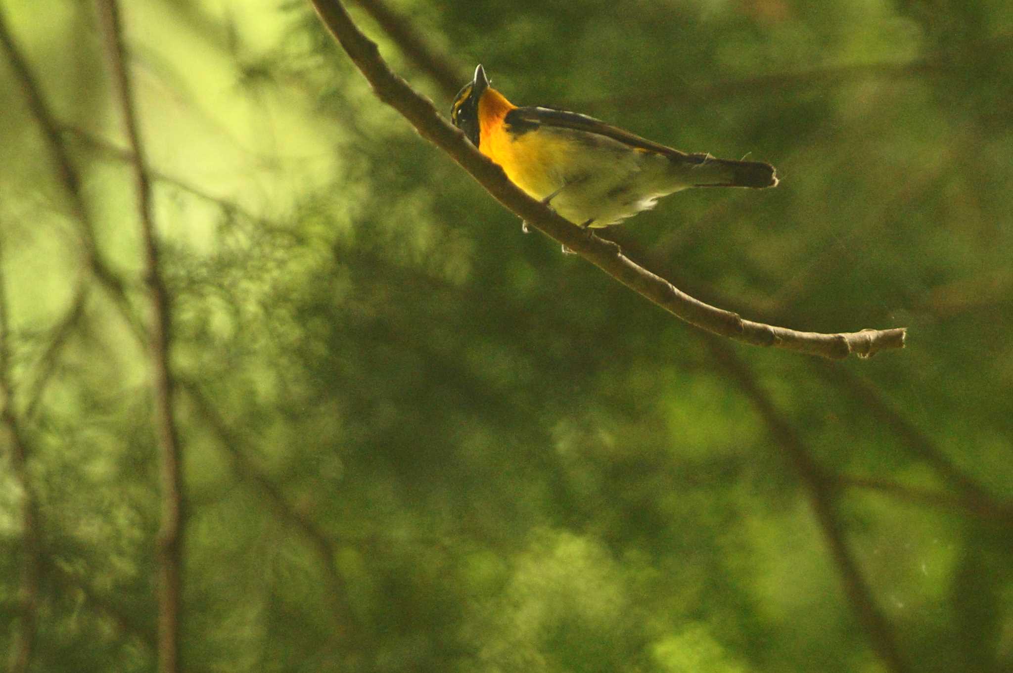 Photo of Narcissus Flycatcher at 東京都 by bea