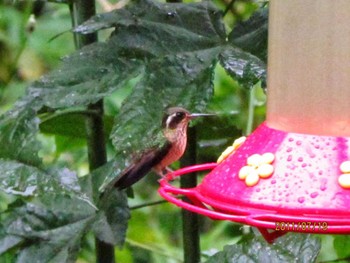 Speckled Hummingbird