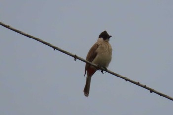 Sooty-headed Bulbul Khao Mai Keao Reservation Park Sun, 6/7/2020