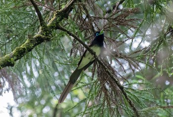 サンコウチョウ 八王子城跡 2020年6月7日(日)