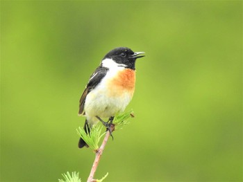 2020年6月7日(日) 戦場ヶ原の野鳥観察記録