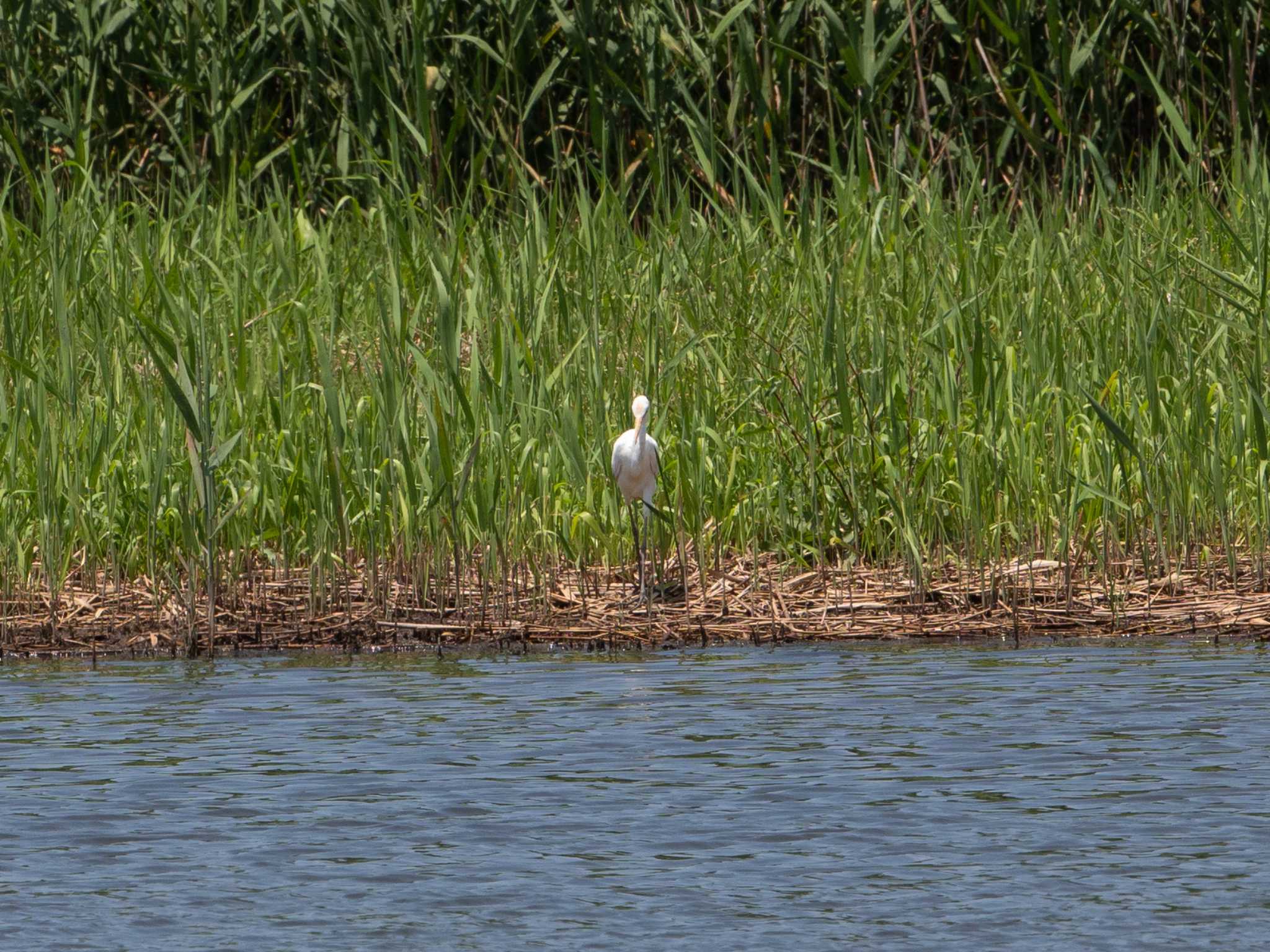 葛西臨海公園 アマサギの写真 by ふなきち