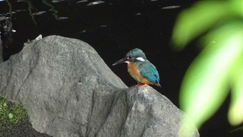 Common Kingfisher Unknown Spots Sun, 6/7/2020