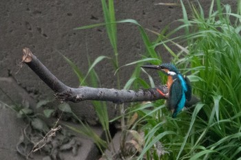 Common Kingfisher 神奈川県 綾瀬市 Sat, 4/23/2016