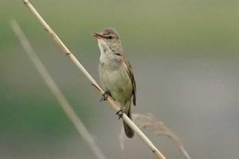 Oriental Reed Warbler 明石市江井ヶ島 Sat, 6/6/2020