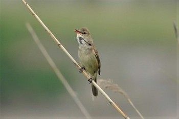 Oriental Reed Warbler 明石市江井ヶ島 Sat, 6/6/2020