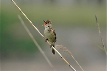 Oriental Reed Warbler 明石市江井ヶ島 Sat, 6/6/2020