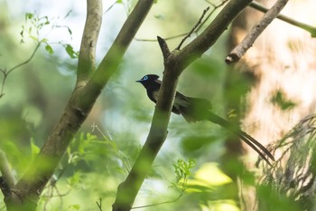 サンコウチョウ 東京都 2020年6月5日(金)