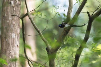 サンコウチョウ 東京都 2020年6月5日(金)