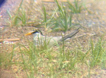 Little Tern Kasai Rinkai Park Sun, 6/7/2020