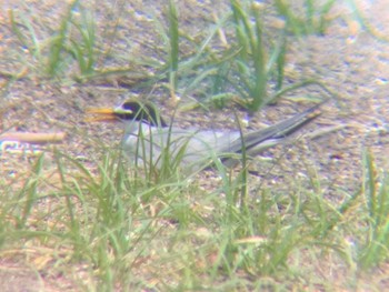 Little Tern Kasai Rinkai Park Sun, 6/7/2020