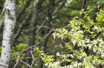 Russet Sparrow Senjogahara Marshland Sun, 6/7/2020