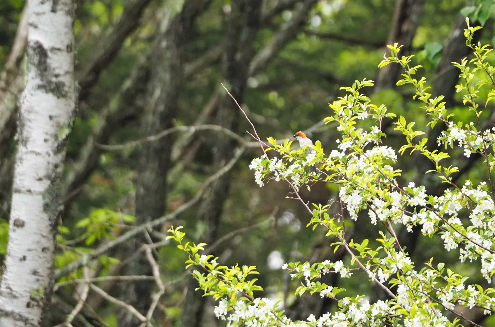 Photo of Russet Sparrow at Senjogahara Marshland by kame