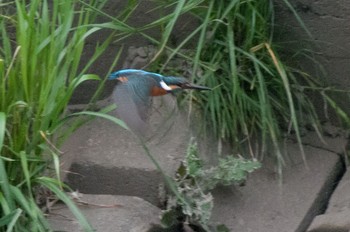 Common Kingfisher 神奈川県 綾瀬市 Sat, 4/23/2016