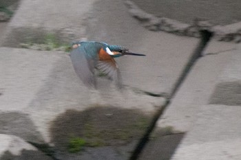 Common Kingfisher 神奈川県 綾瀬市 Sat, 4/23/2016