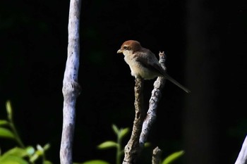 Bull-headed Shrike 新潟市 Sun, 6/7/2020