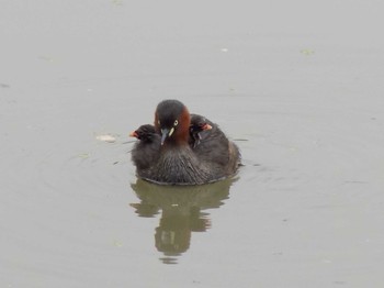 Little Grebe 埼玉県鴻巣市吹上　元荒川 Sun, 6/7/2020