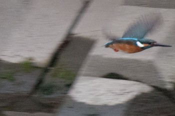 Common Kingfisher 神奈川県 綾瀬市 Sat, 4/23/2016